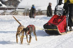 Lenk 2012 SM